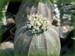 Euphorbia-obesa